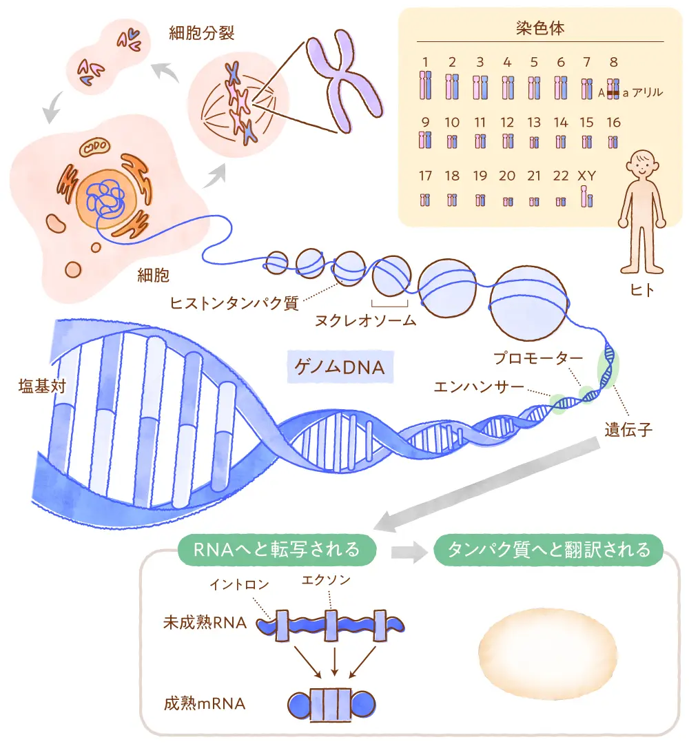 染色体・ゲノム・遺伝子