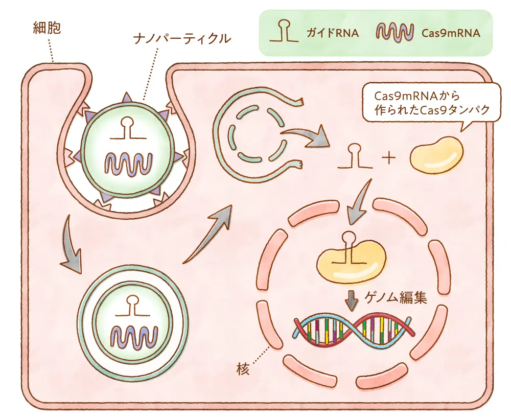 人工脂質膜による細胞内へのデリバリー