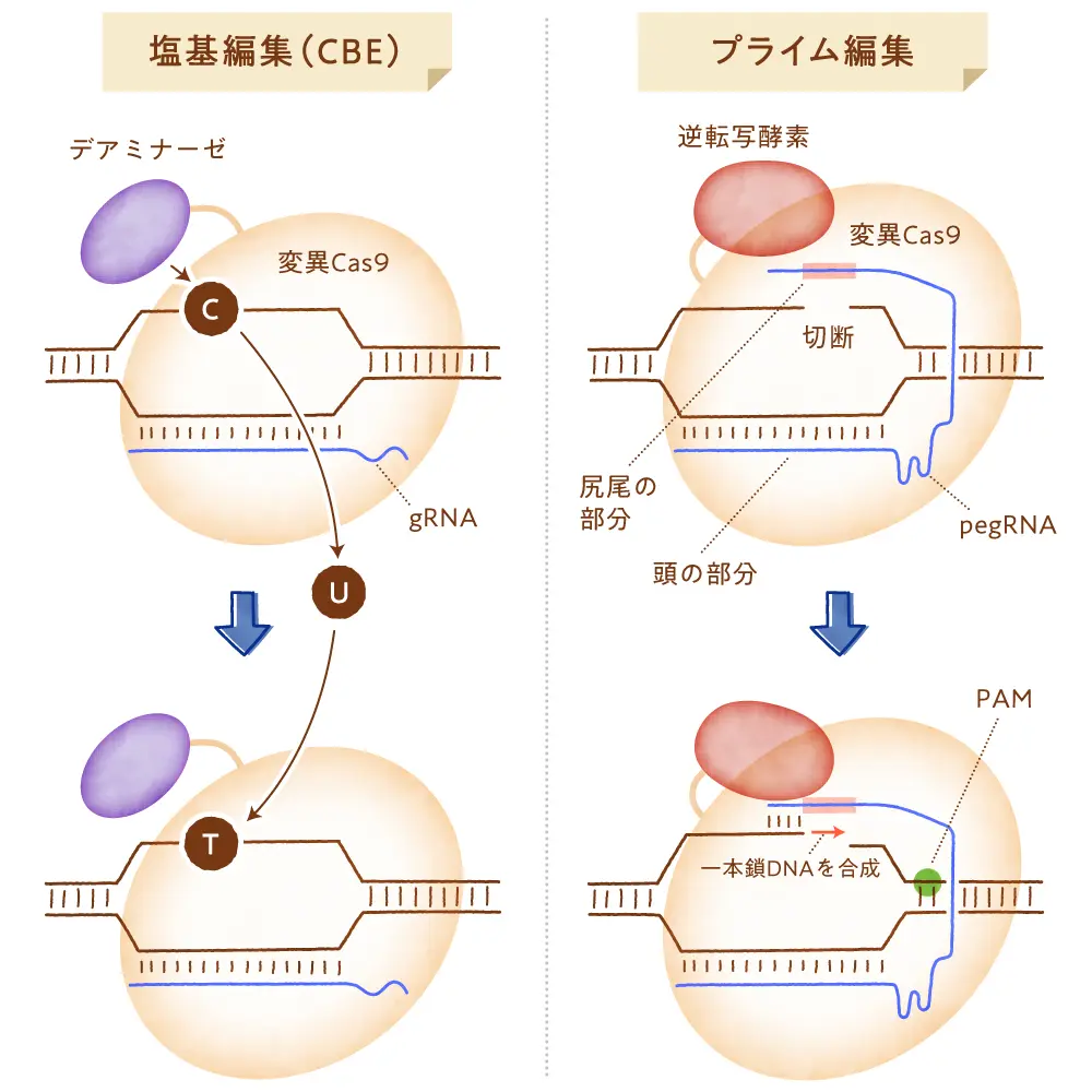 塩基編集・プライム編集