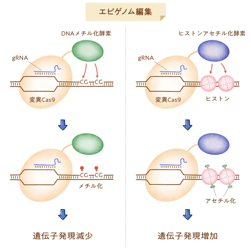 エピゲノム編集