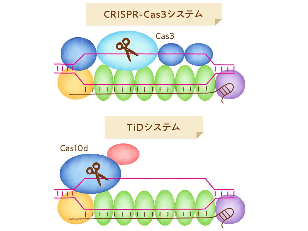 Cas9以外のゲノム編集ツール