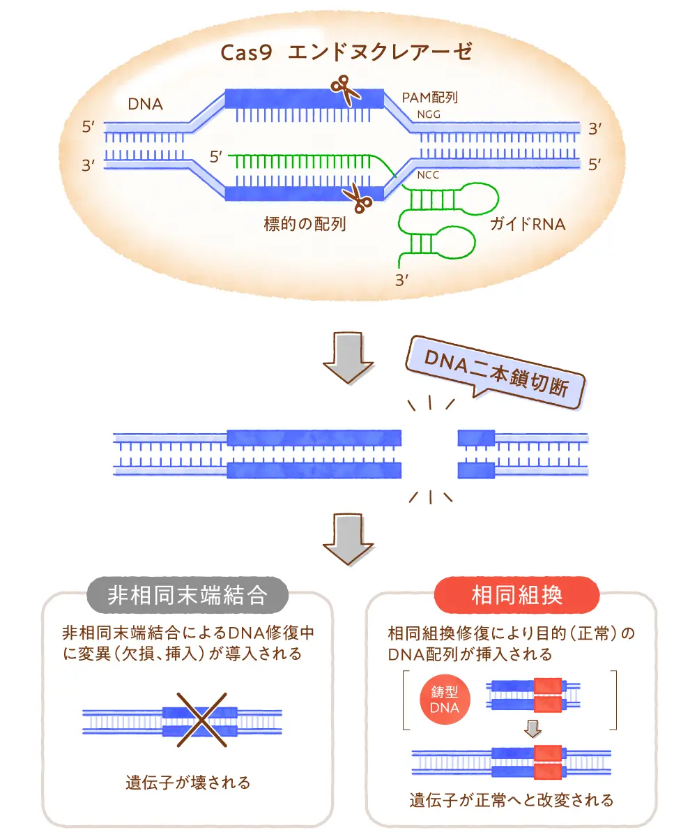 ゲノム編集の原理