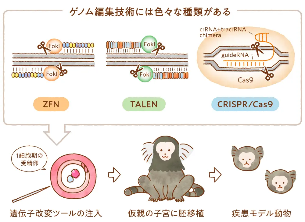 ゲノム編集技術によるモデル動物の作製